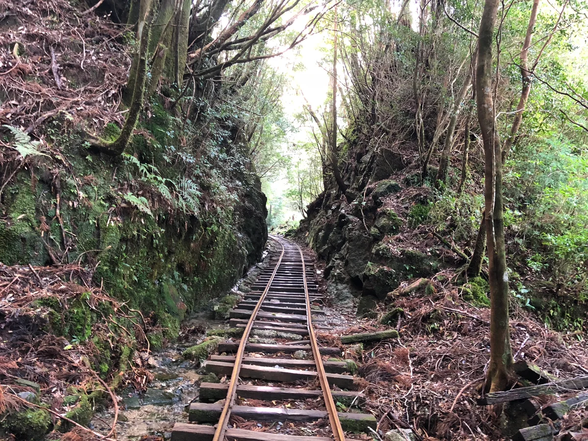 投稿写真：屋久島　縄文杉迄のトロッコ道