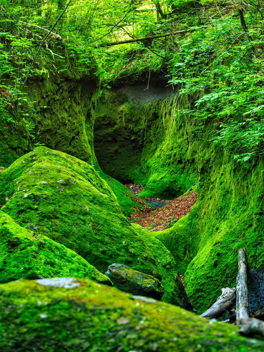 投稿写真：苔の回廊