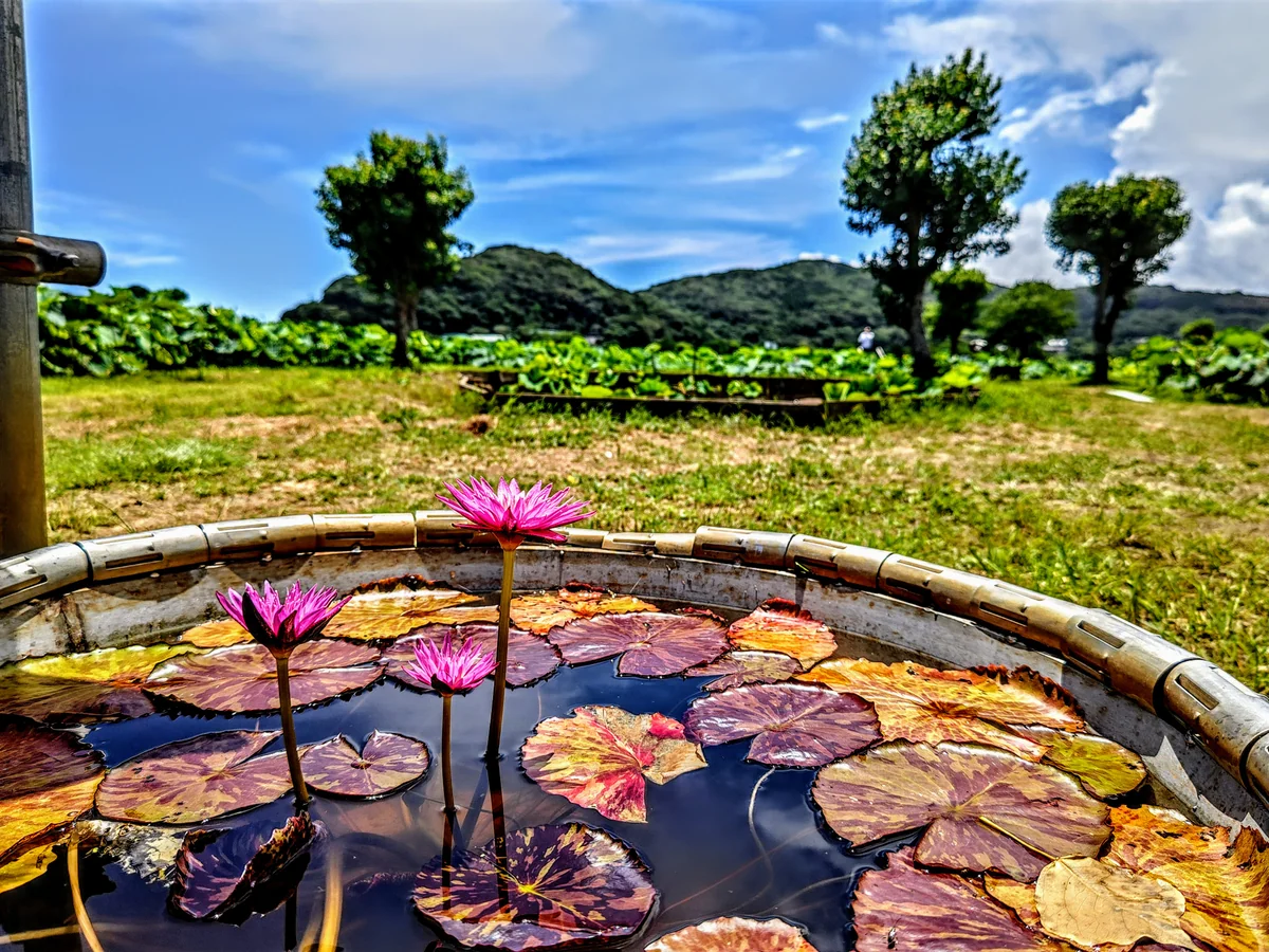 投稿写真：睡蓮のつぼ