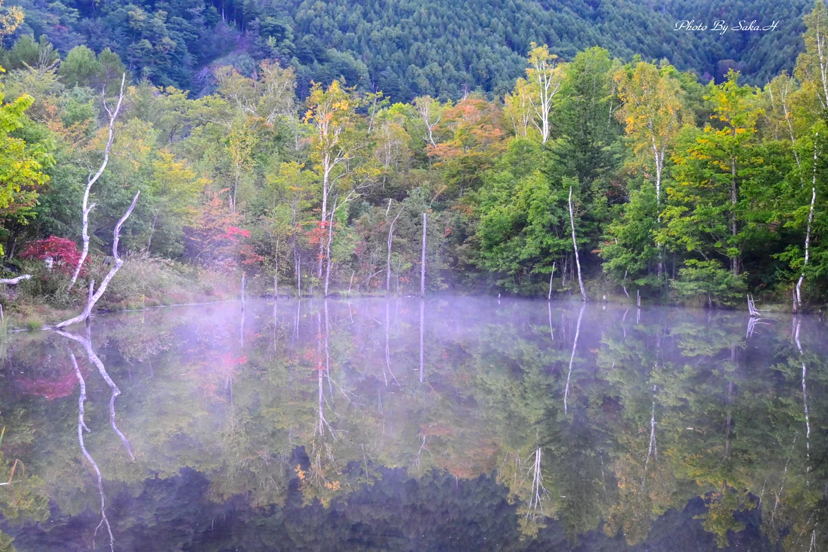 投稿写真：まいめの池