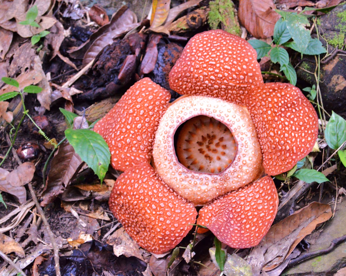 投稿写真：幻の花