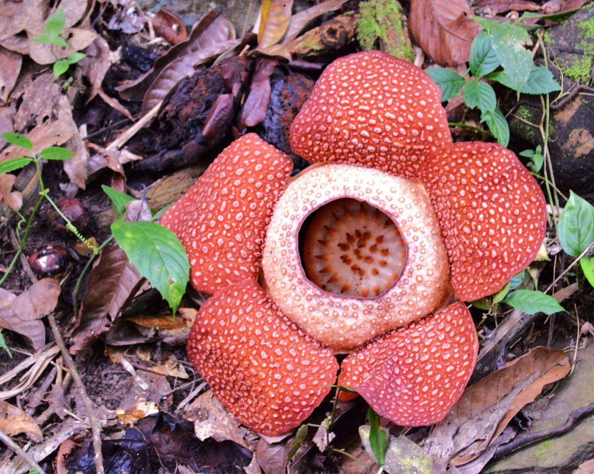 投稿写真：幻の花