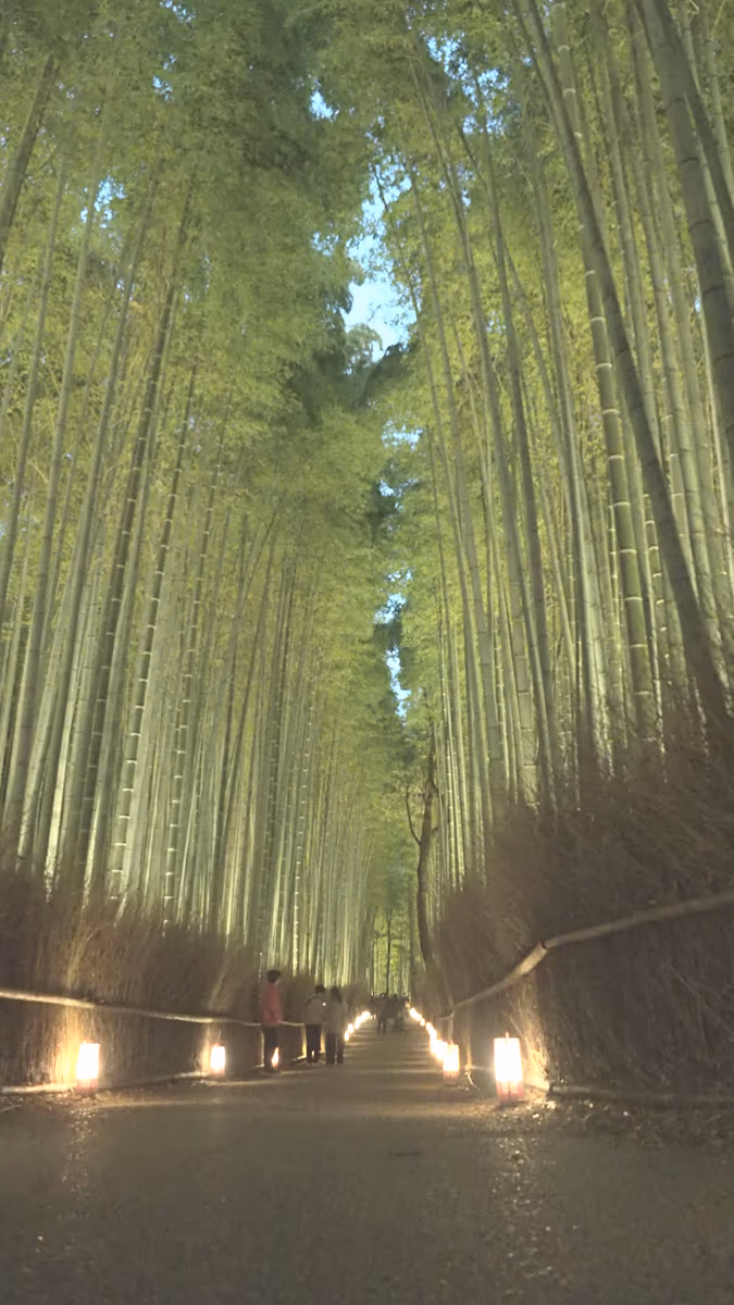投稿写真：嵐山　花灯路