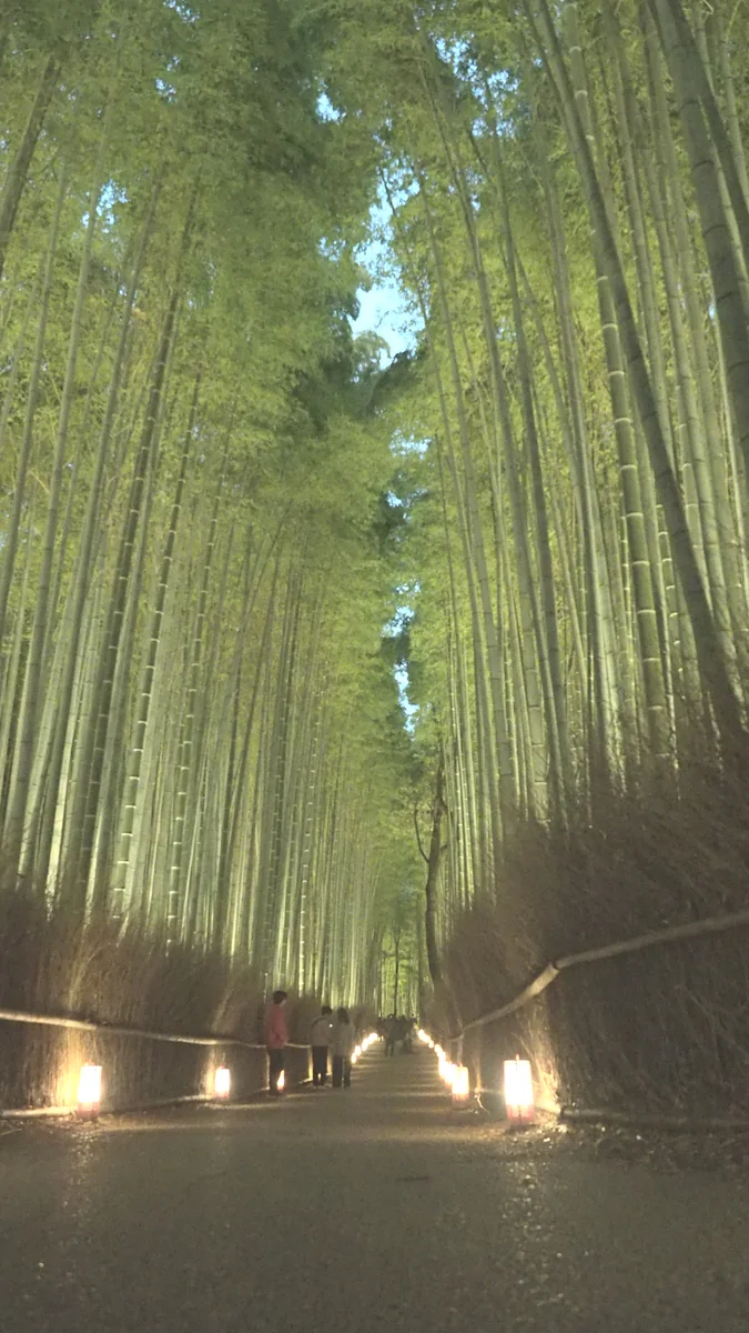 投稿写真：嵐山　花灯路