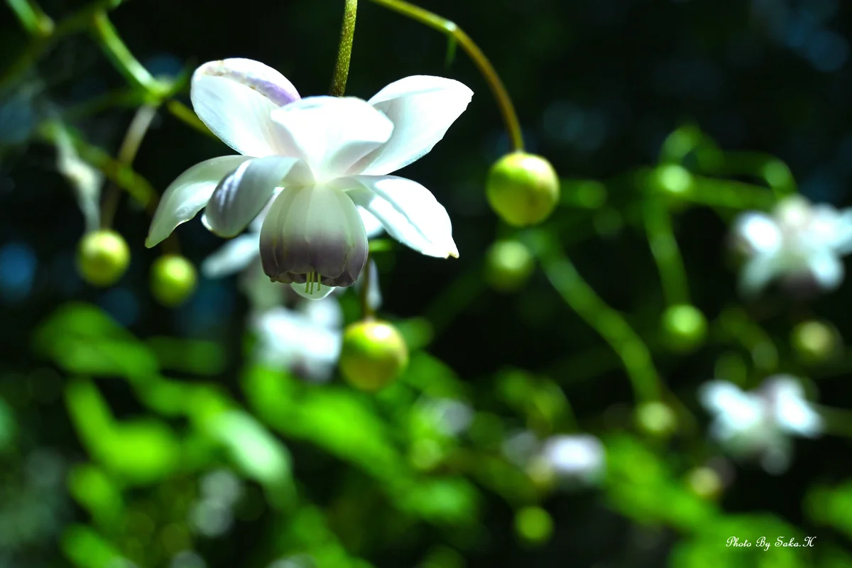 投稿写真：森の妖精