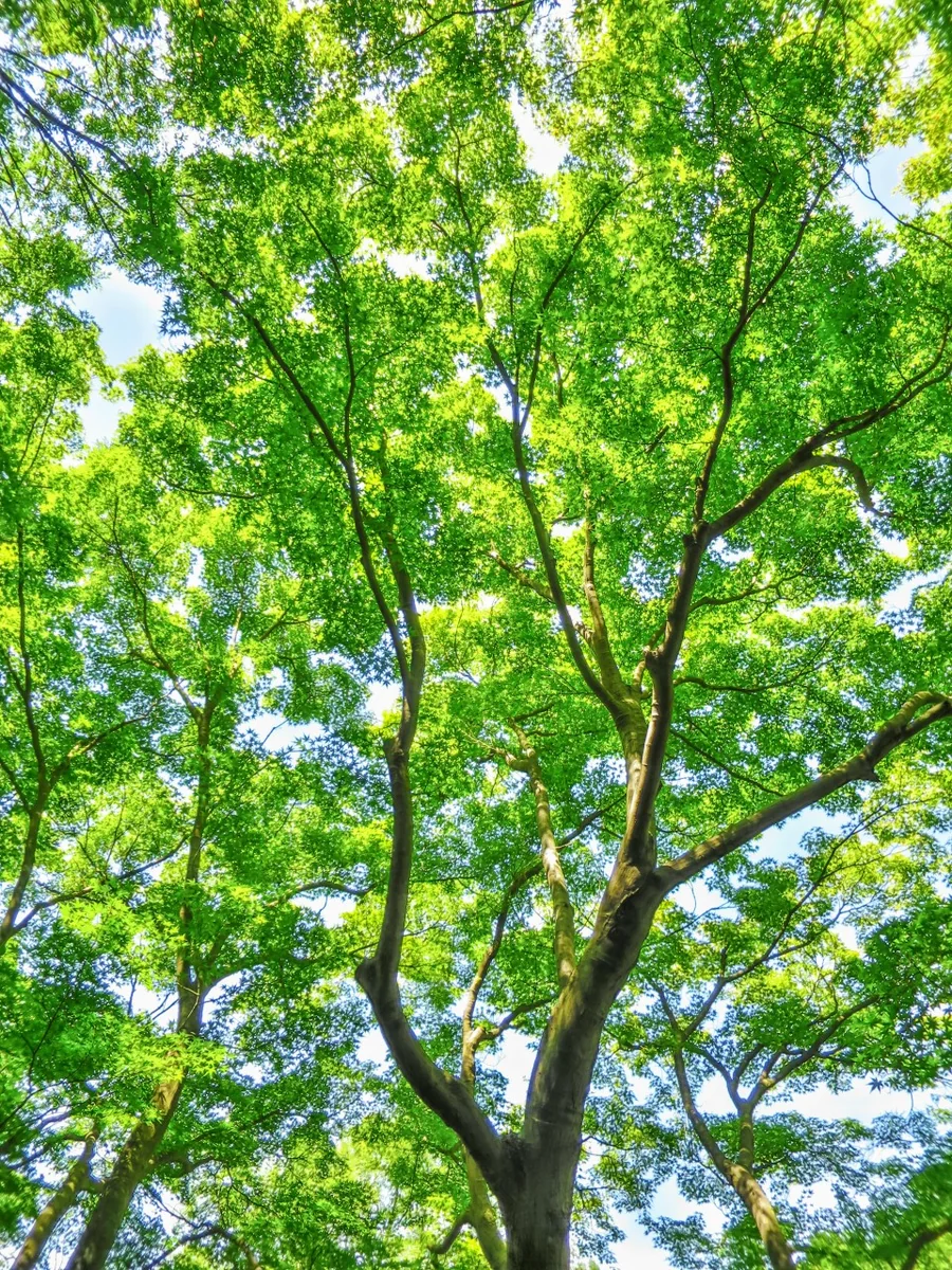 投稿写真：青モミジ