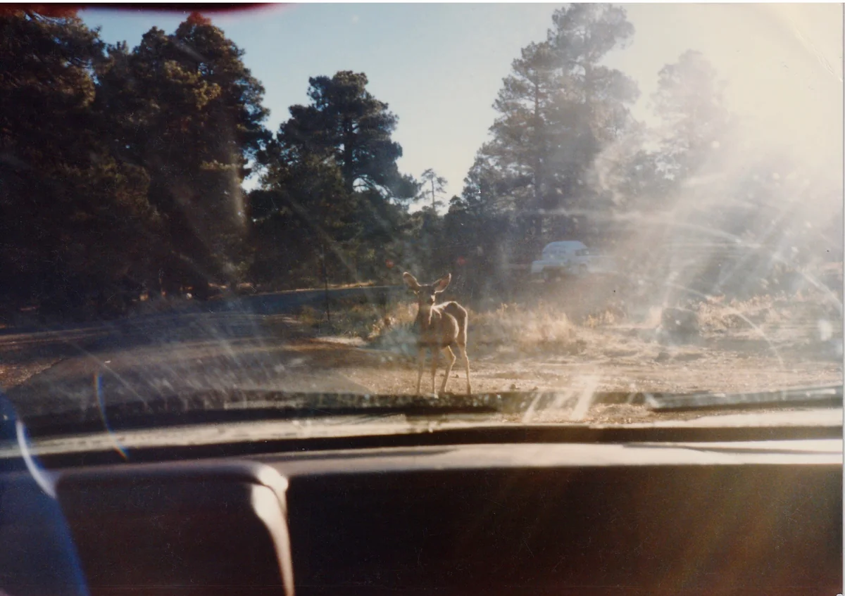 投稿写真：グランド・キャニオンにいた鹿