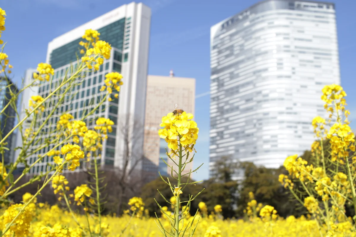投稿写真：都会の菜の花