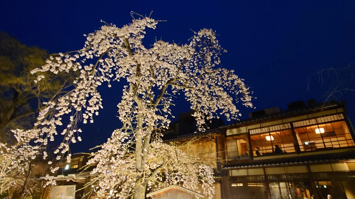 投稿写真：祇園白川