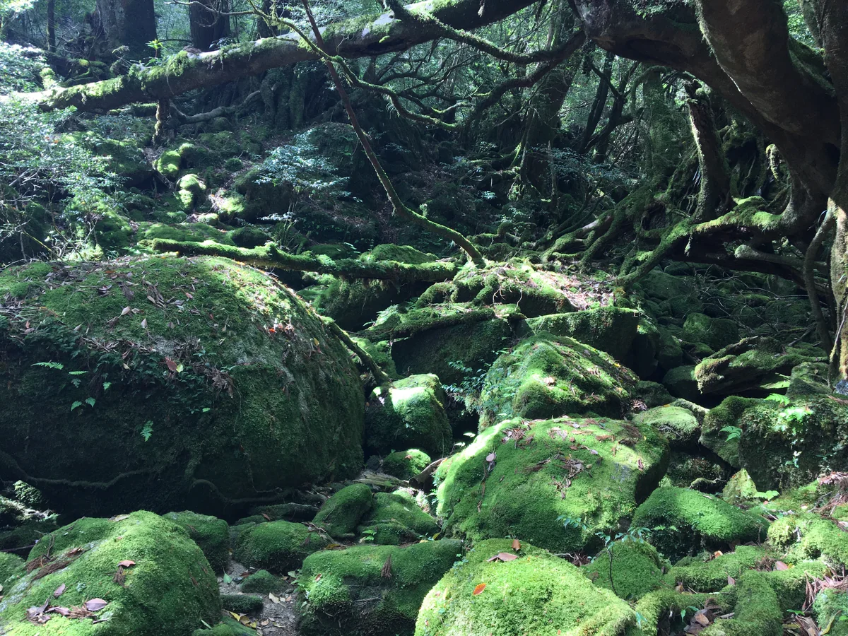 投稿写真：屋久島 白谷雲水峡