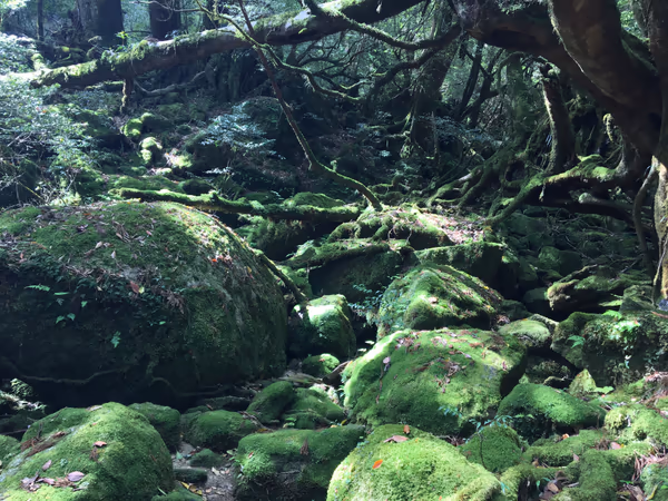 投稿：屋久島 白谷雲水峡