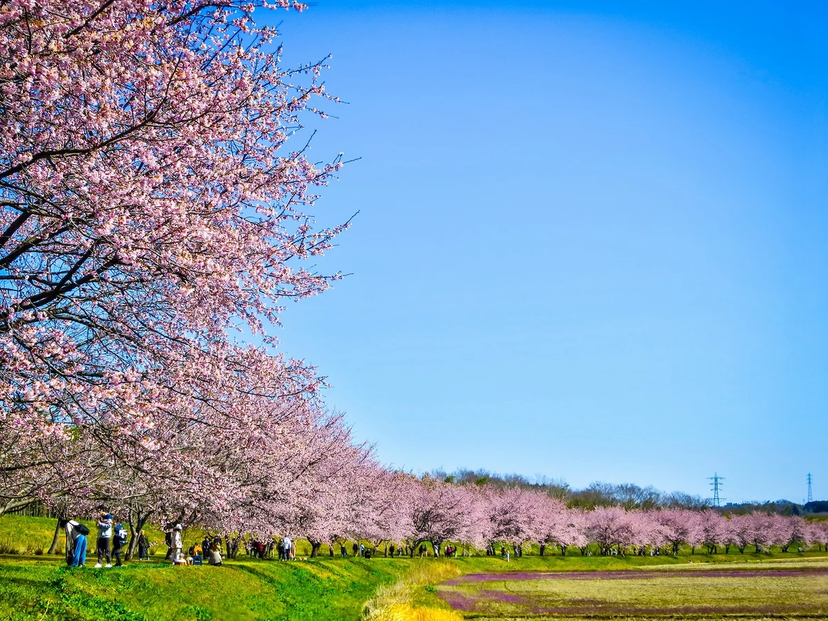 投稿写真：満開の安行寒桜並木