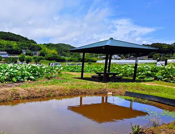 投稿：唐比はいいよね