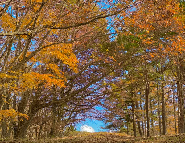 投稿：もうすぐ頂上