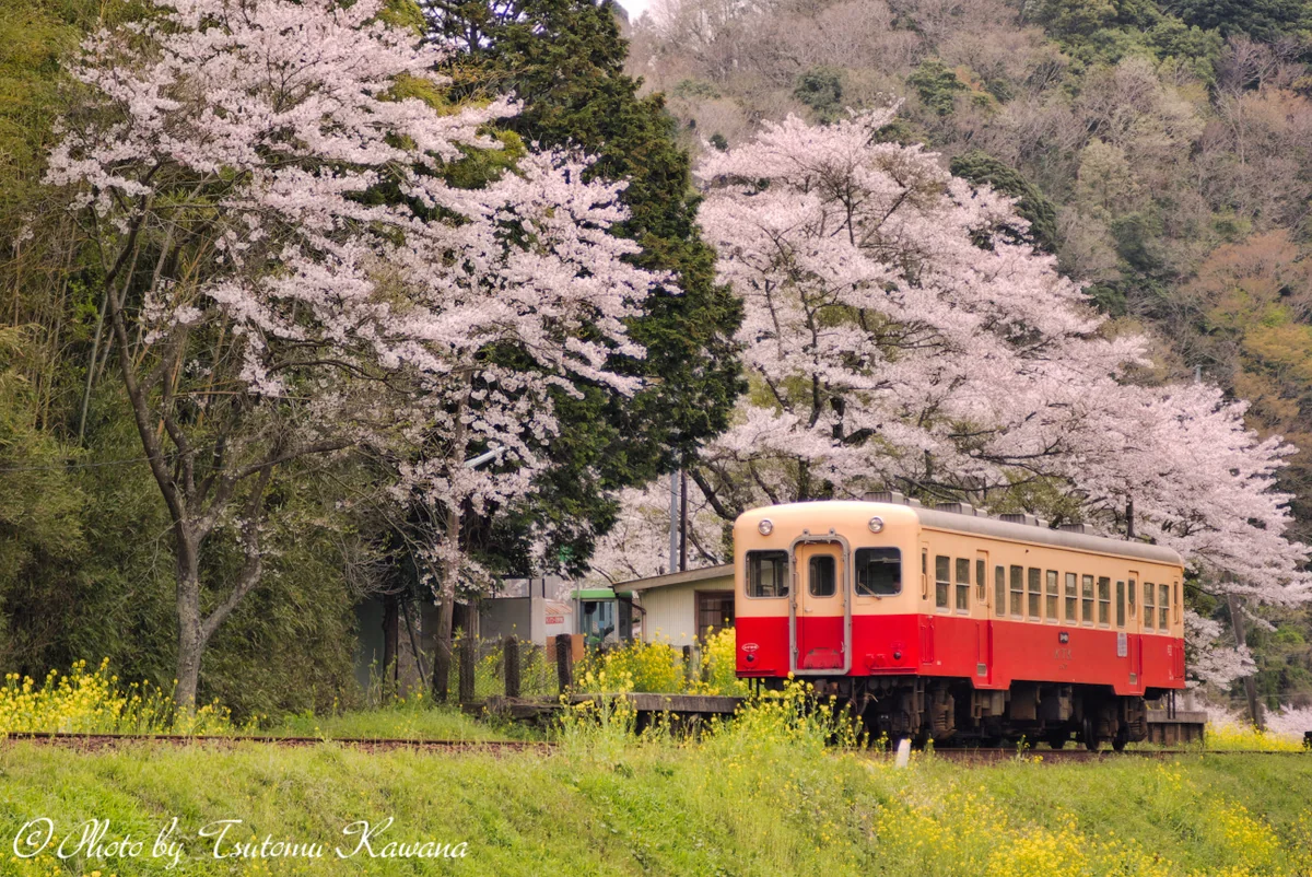 投稿写真：春の情景、ノスタルジックに。。。