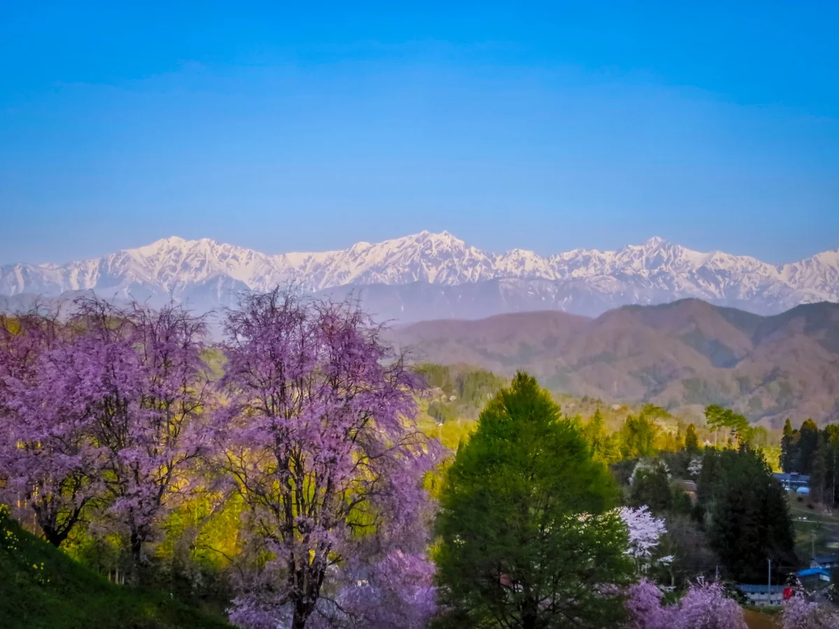 投稿写真：残雪の仁科三山とピンクの桜