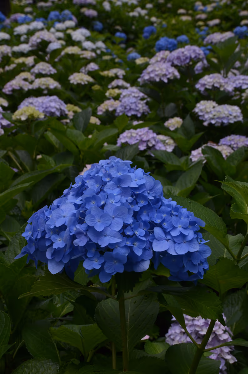 投稿写真：紫陽花の園