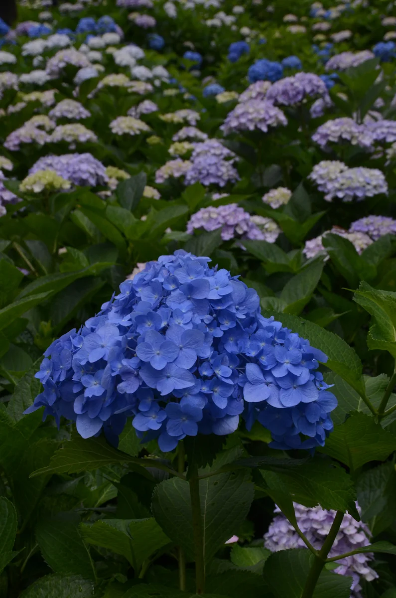 投稿写真：紫陽花の園
