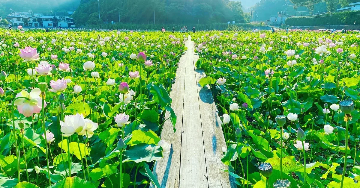 K Satine Jpさんの投稿写真