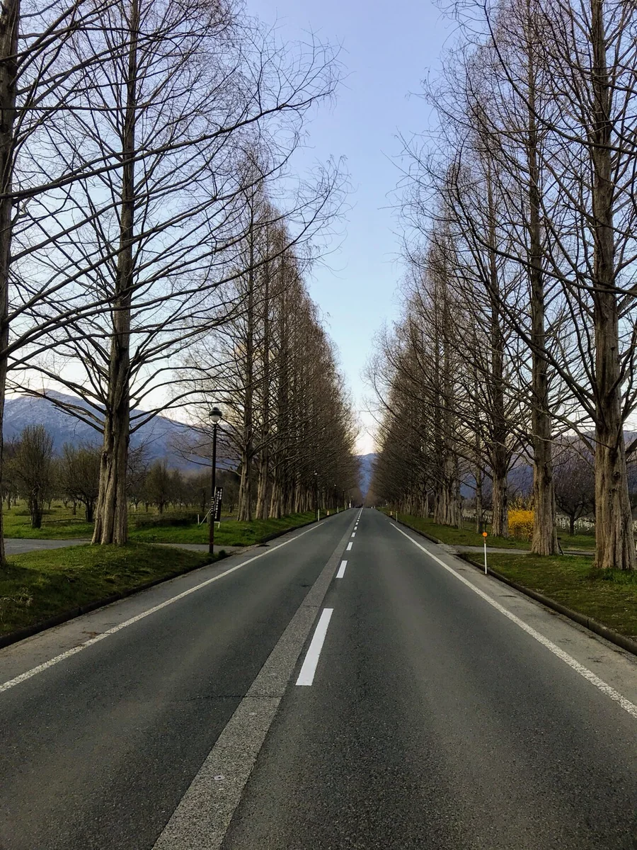 投稿写真：メタセコイア並木