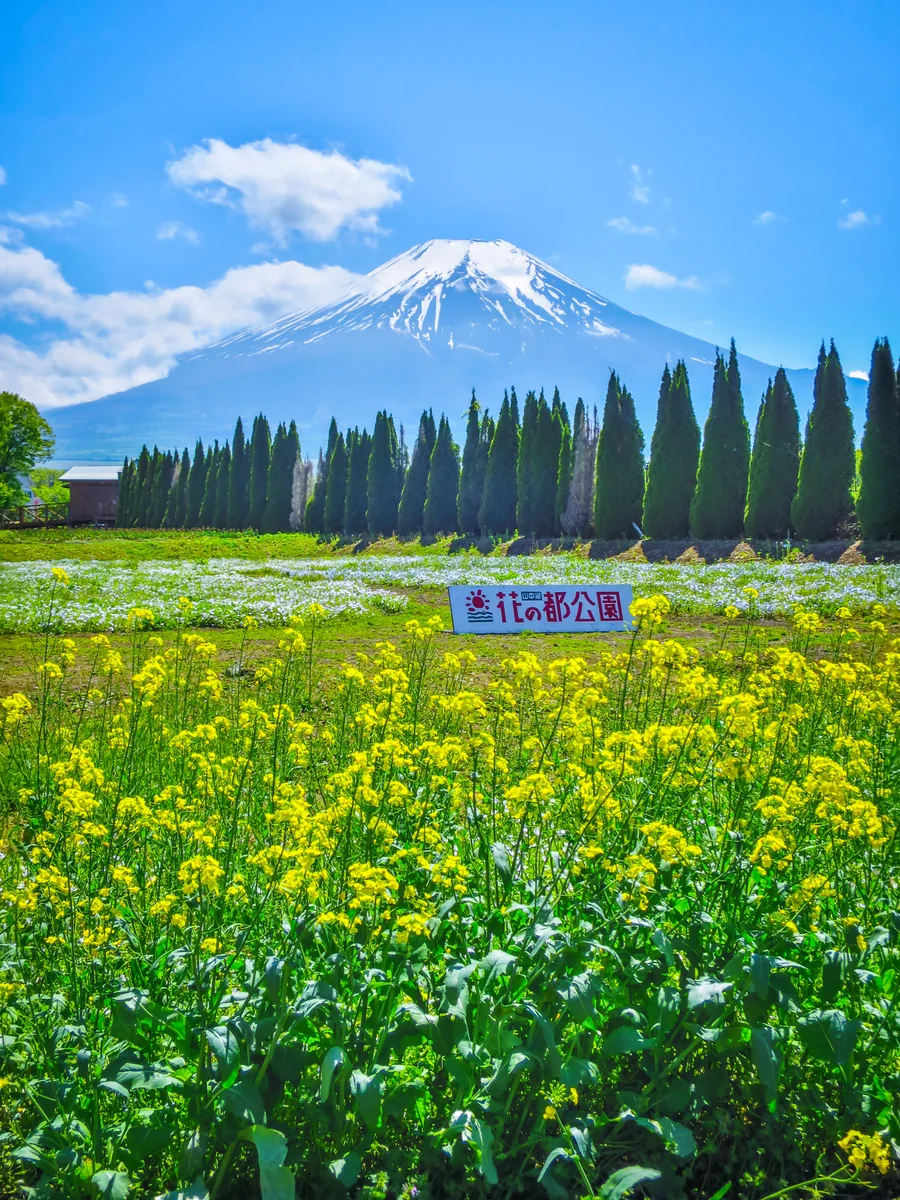 投稿写真：菜の花と富士山