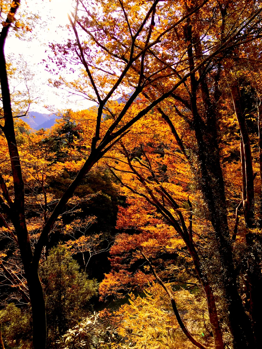 投稿写真：紅葉