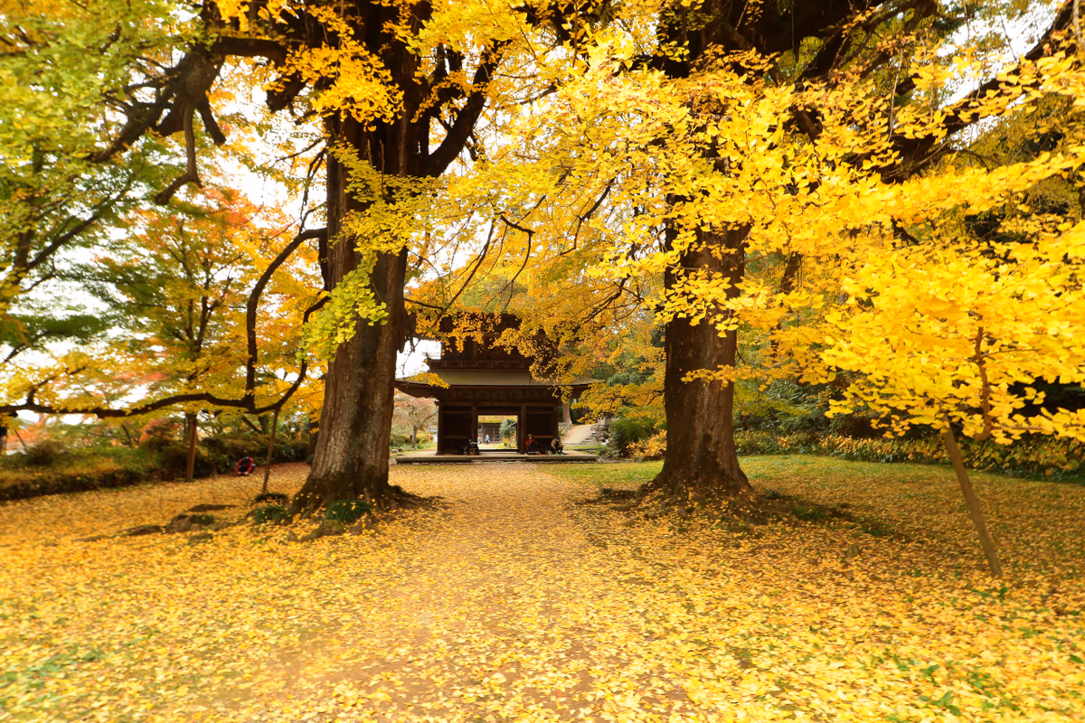 投稿写真：秋の廣徳寺