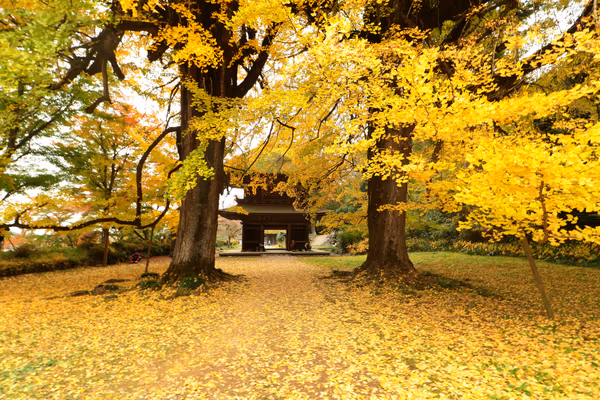 投稿：秋の廣徳寺