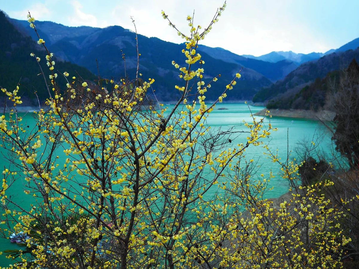 投稿写真：蠟梅とダム湖