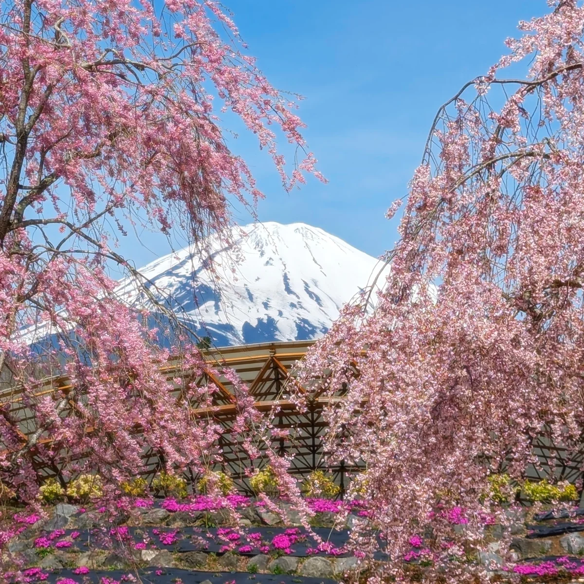 投稿写真：満開の枝垂れ桜と富士山のコラボ