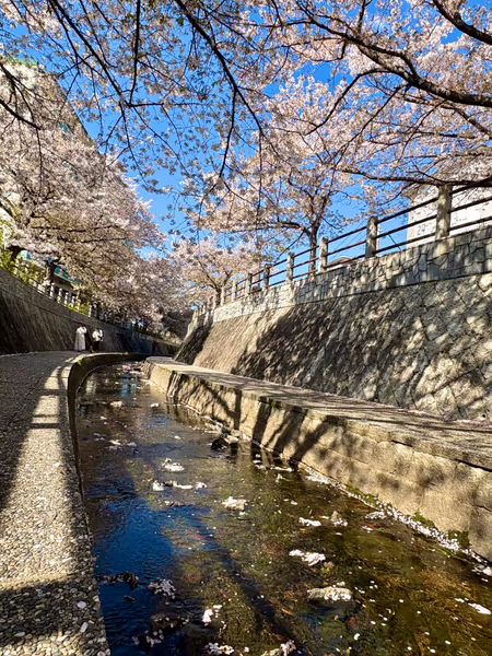 投稿：一本松緑川の桜並木
