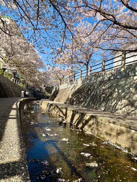 投稿：一本松緑川の桜並木