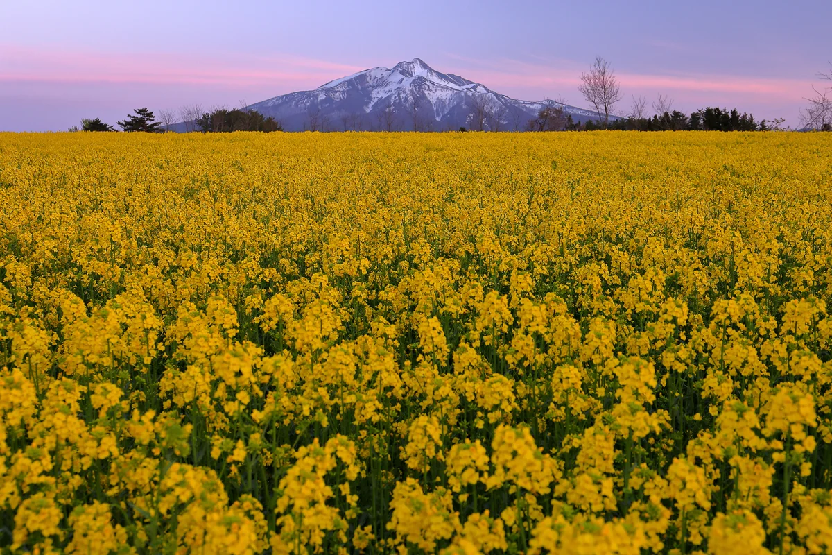 投稿写真：鰺ヶ沢の菜の花畑と夕焼けの岩木山