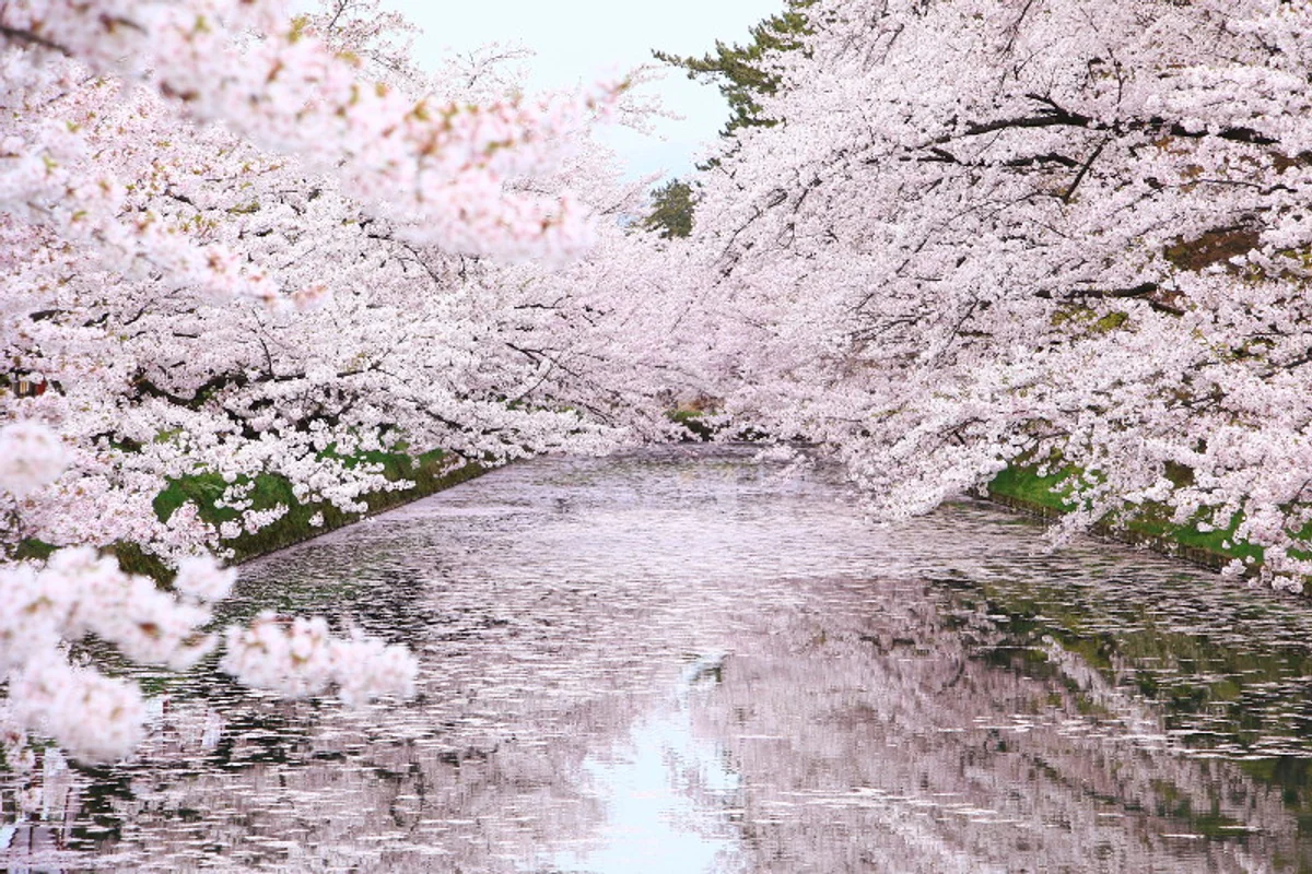 投稿写真：桜満開