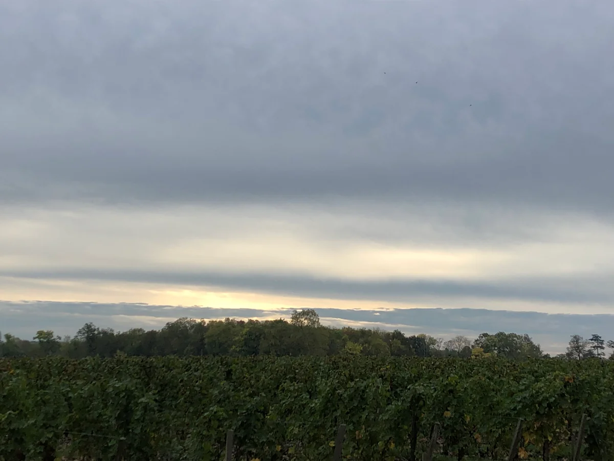 投稿写真：ぶどう畑の朝