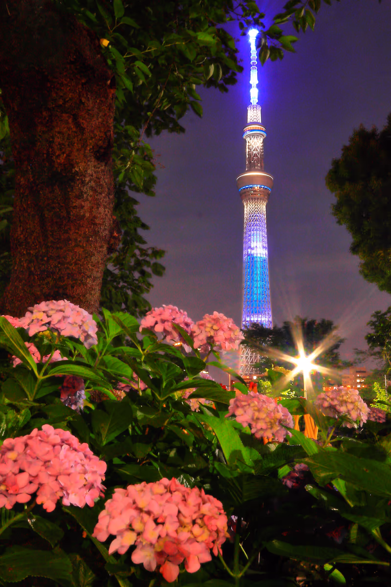 投稿写真：紫陽花とスカイツリー２