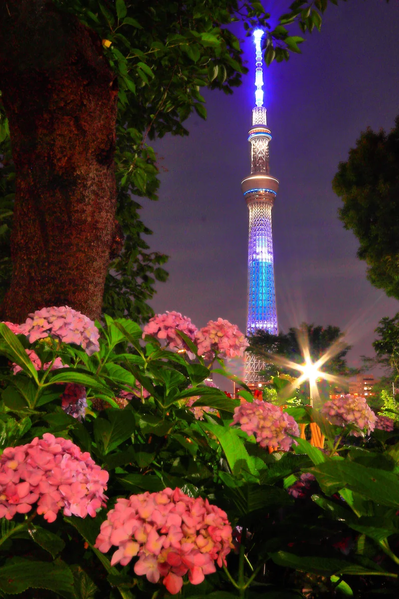 投稿写真：紫陽花とスカイツリー２
