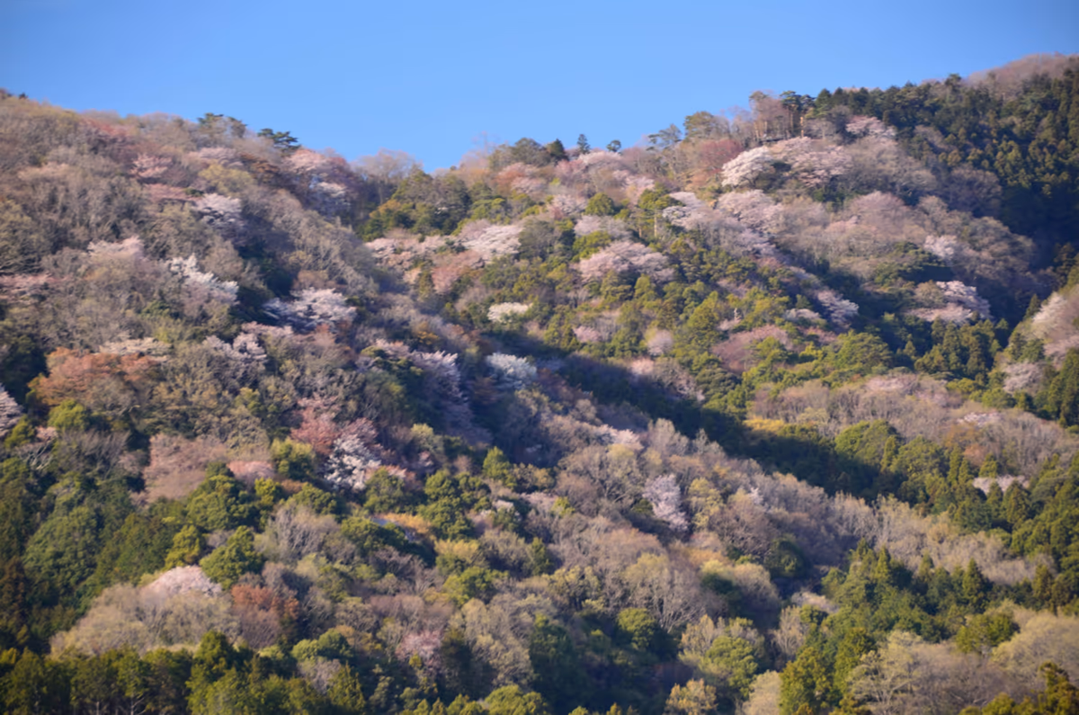 投稿写真：桜川という桜の名所