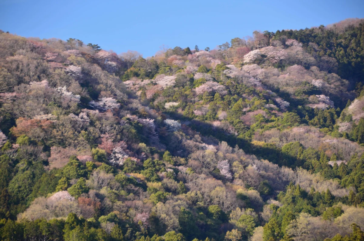 投稿写真：桜川という桜の名所