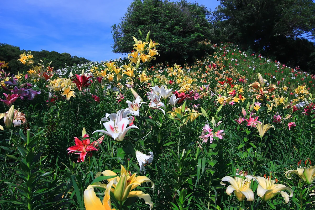 投稿写真：5色の百合の丘
