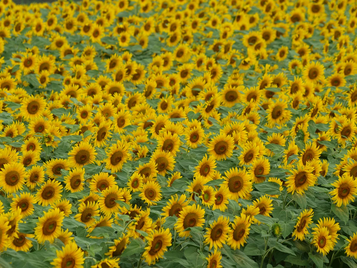 投稿写真：明野村のひまわり畑（全員整列完了！）