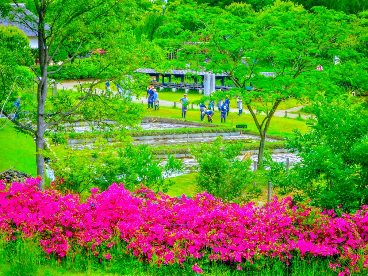 投稿写真：サツキと水田