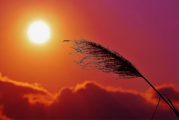 投稿：渡嘉敷島 夕陽