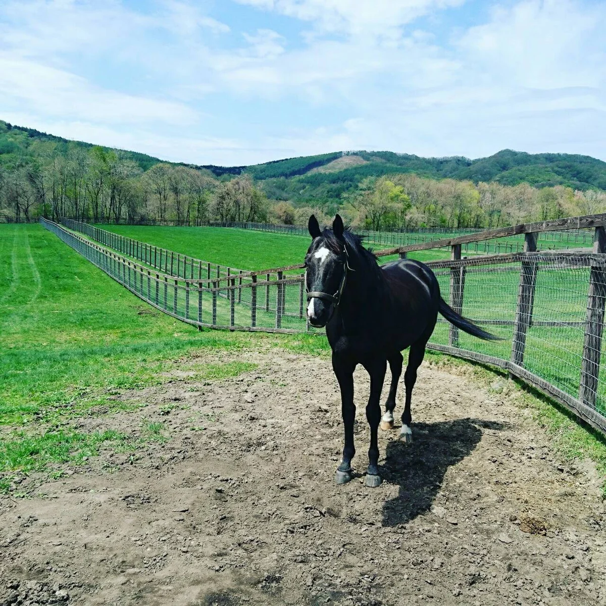 投稿写真：北海道新冠町のビッグレッドファームで過ごす時間。