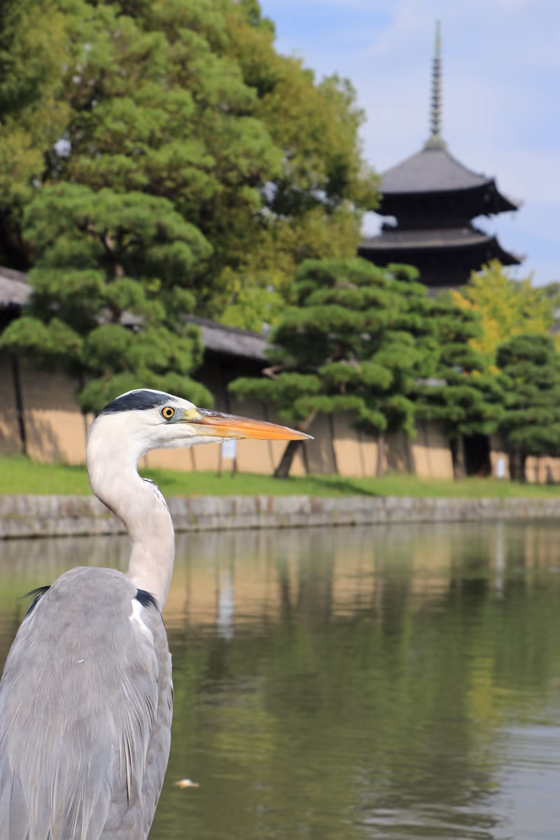 投稿写真：アオサギのガイドさん