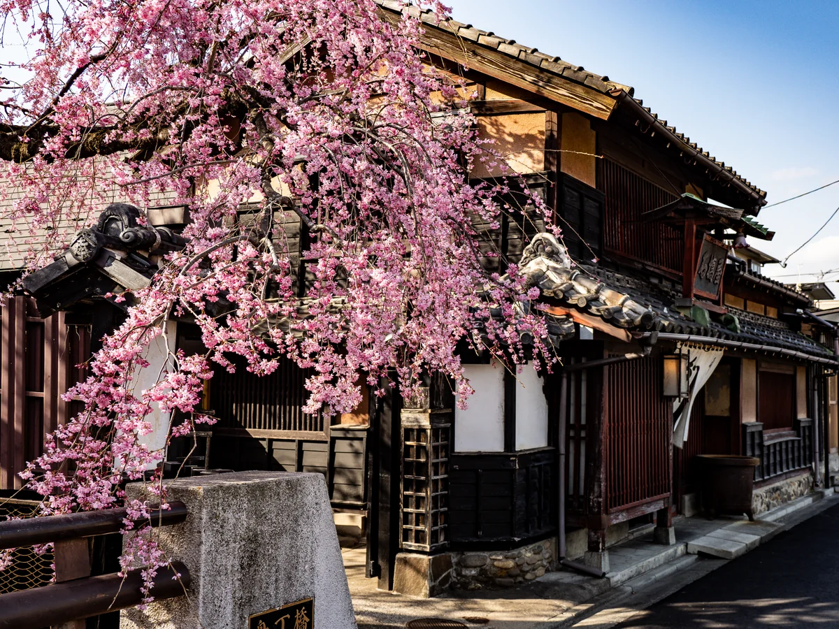 投稿写真：石橋屋の枝垂れ桜