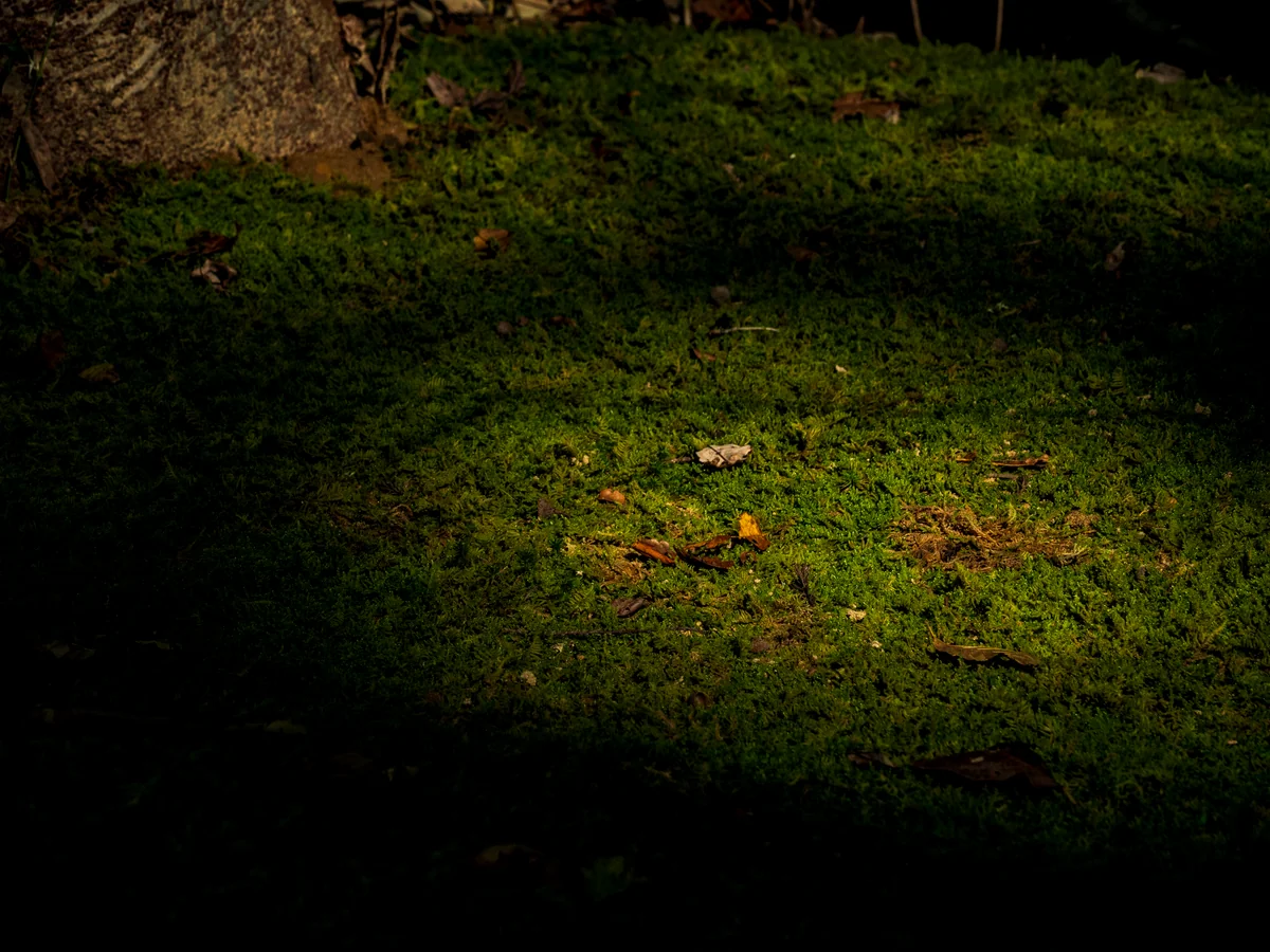 投稿写真：自然のスポットライト