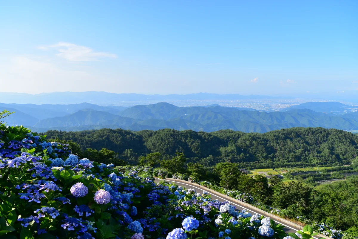 投稿写真：あじさいと徳島市街