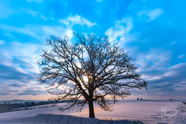 投稿：セブンスターの木と青空のグラデーション