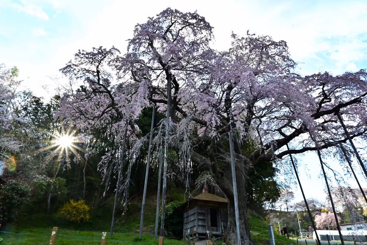 投稿写真：紅枝垂地蔵桜
